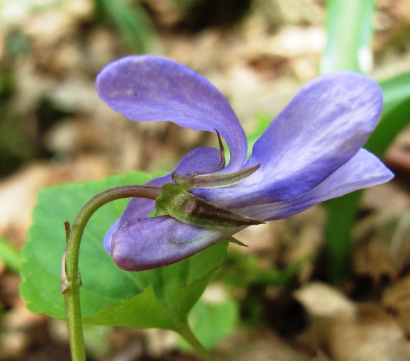 Viola reichebachiana